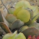 Adromischus roaneanus List