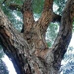 Eucalyptus botryoides Кора