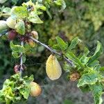 Prunus prostrata Fruit