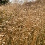 Bromus arvensis Habitat