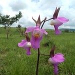 Eulophia cucullata Flor