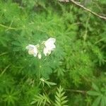 Polemonium caeruleum Kwiat