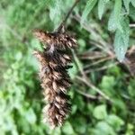 Cedronella canariensis Mbuma