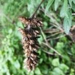 Cedronella canariensis Fruit