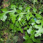 Acanthus hungaricus Hostoa