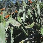 Opuntia littoralis Lapas