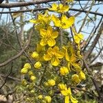 Cassia sieberiana 花