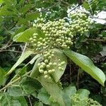 Premna serratifolia Fruit