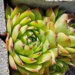 Sempervivum grandiflorum Fuelha