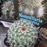 Mammillaria geminispina ᱪᱷᱟᱹᱞᱤ