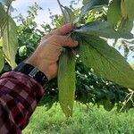 Cordia glabrataFruct