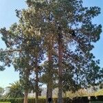 Pinus canariensis List