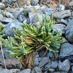 Lycopodium alpinum Hàbitat