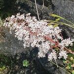 Saxifraga cotyledon 花