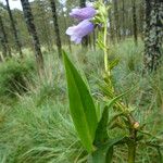 Penstemon gentianoides फूल