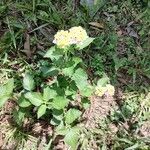 Lantana camaraFloare