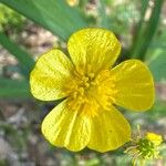 Ranunculus lingua Floare