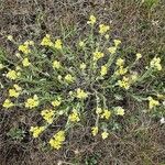 Alyssum montanum Kvet