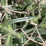 Stachys spinosa Blad