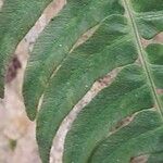 Blechnum appendiculatum Leaf