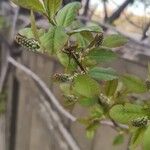 Prunus virginiana Fruit