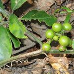 Tetrastigma leucostaphylum Staniste