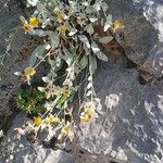 Pentanema verbascifolium Цвят