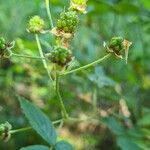 Rubus sulcatus Φρούτο