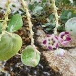 Calotropis procera फल