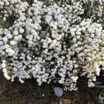 Spiraea cantoniensis Kvet