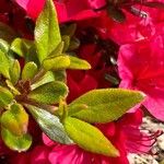 Rhododendron japonicum Blatt