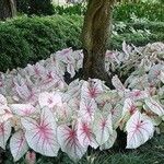 Caladium bicolorLevél