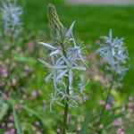 Camassia cusickii Flower