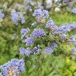 Ceanothus impressus फूल