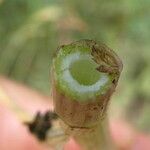 Anthriscus caucalis Rusca
