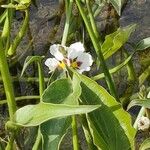 Sagittaria montevidensis Flor