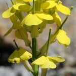 Erysimum ochroleucum Flor