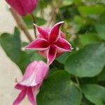 Clematis texensis Flower