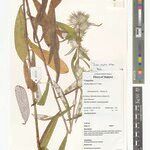 Macledium ellipticum Alia