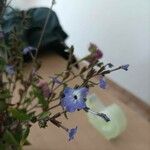Browallia americana Blomma