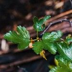 Ribes magellanicum Hoja