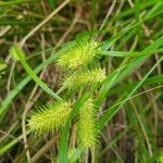 Carex hystericina Yaprak