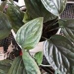 Monstera siltepecana List