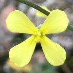 Brassica barrelieri Fleur