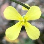 Brassica barrelieri 花