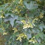 Acer truncatum Fulla