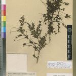 Phyllanthus ankaratrae Otro