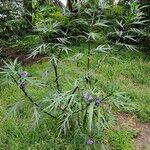 Solanum laciniatum Ліст