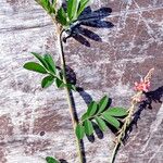 Indigofera hirsuta Hábito