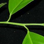 Heisteria concinna Bark